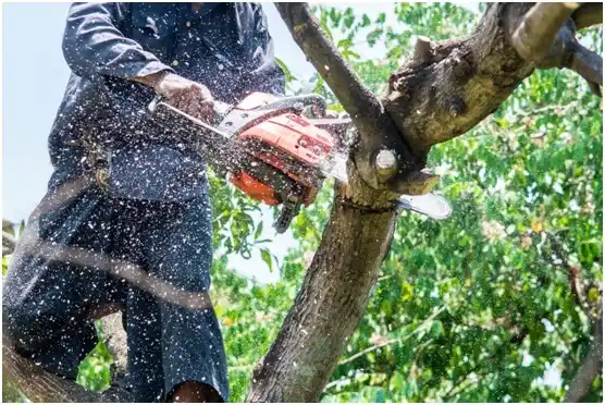 tree services Seabrook